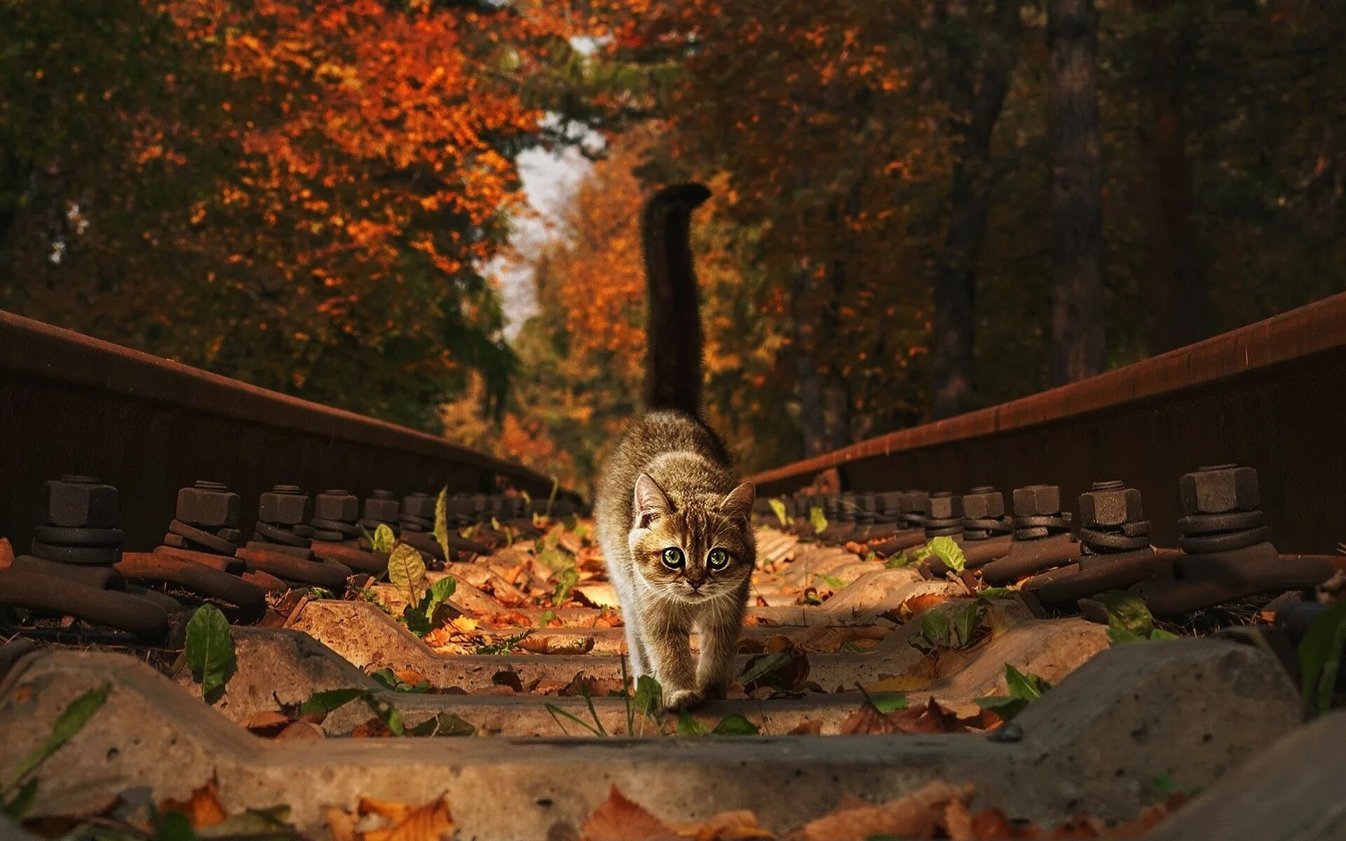 Сентябрь кончаться. Кот осень. Кот на рельсах. Прощай сентябрь. Осень рельсы.