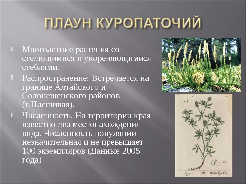 Растения внесенные в красную книгу алтайского края. Исчезающие растения алтайского края. редкие и исчезающие виды растений алтайского края. исчезающие виды растений в алтайском крае. красная книга алтайского края растения.