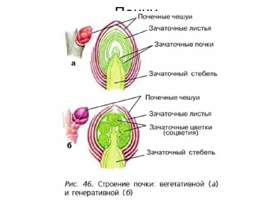 Строение почки растения продольный разрез. Строение вегетативной и генеративной почки. Продольный разрез вегетативной и генеративной почек. Строение почки биология 6.