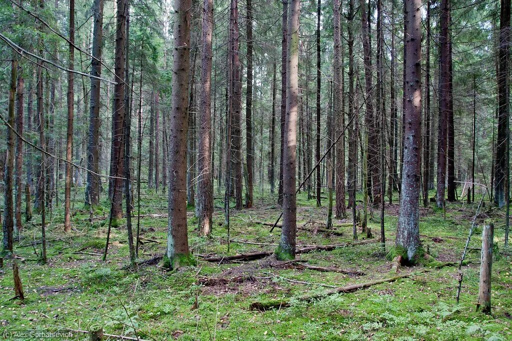 Ельник черничник. Ельники-черничники Тайга. Ельники зеленомошники. Сосняк Кисличник.