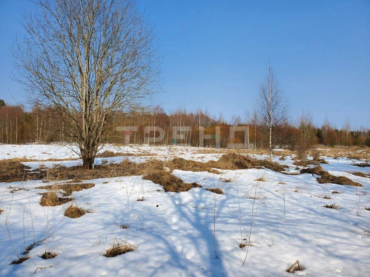 Деревня чаща владимирская область. Деревня чаща. Деревня чаща. Река кременка гатчинский. Семёновское можайский район.