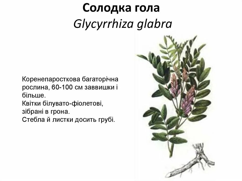 Glycyrrhiza glabra корень солодки. Солодка Уральская (Glycyrrhiza uralensis). Солодка описание