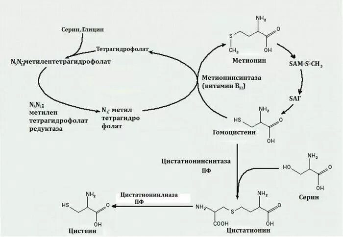 Синтез фолиевой кислоты схема. Гомоцистеин схема метаболизма. Метионин Синтез цистеина. Цикл фолиевой кислоты биохимия.