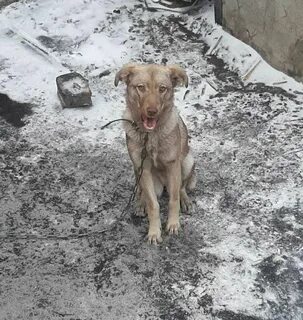 Собака ищет дом. 