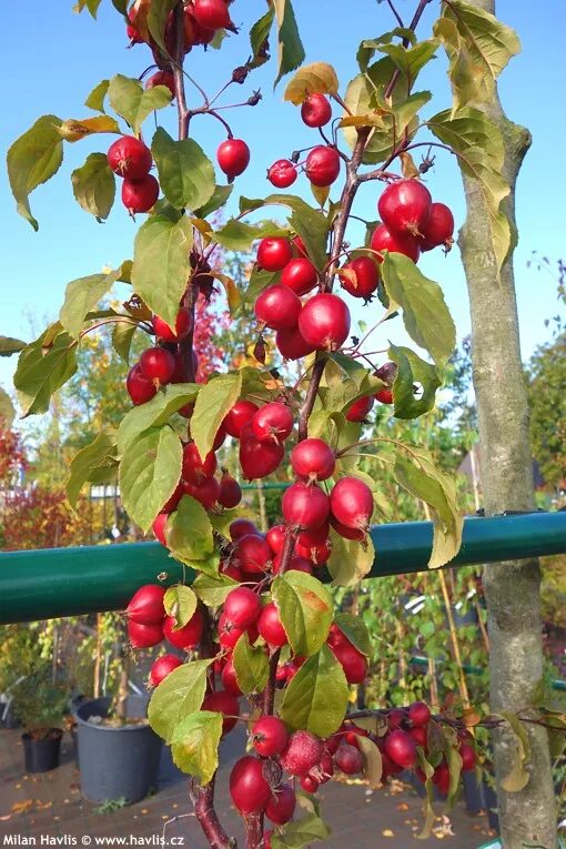 Яблоня гибридная red obelisk. Яблоня декоративная red obelisk. Яблоня декоративная ред обелиск. Ред обелиск. Яблоня декоративная ред обелиск.