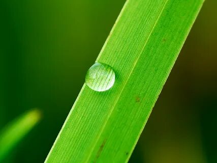 Free photo: Blade of grass - Floral, Grass, Green - Free Download - Jooinn.