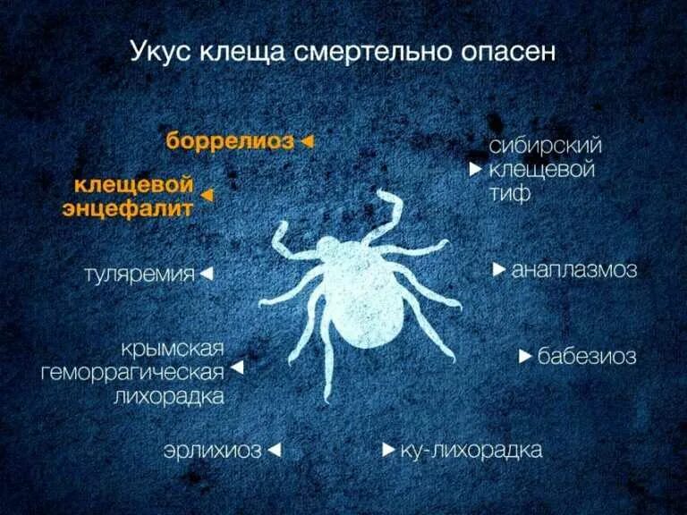 Возбудителем заболевания является клещ. Клещи клещевой энцефалит. клещевой энцефалит возбудитель.