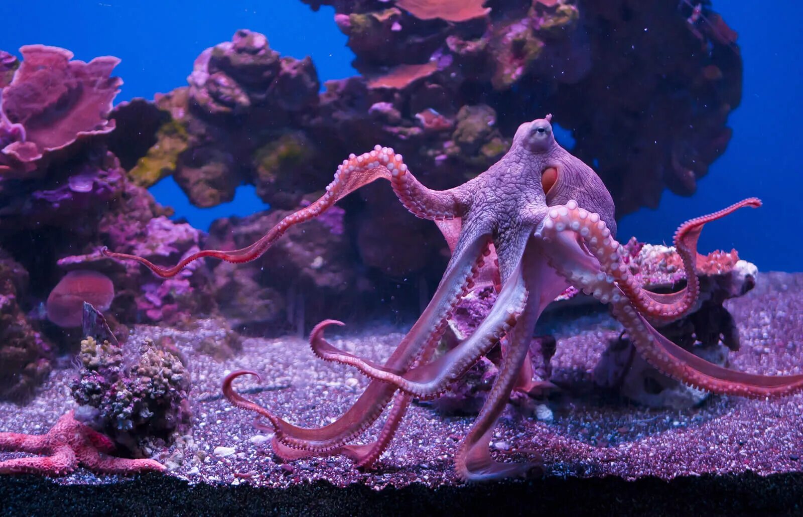 Октопус. ДКС Octopus. Осьминог телевизор. Giant Pacific Octopus.