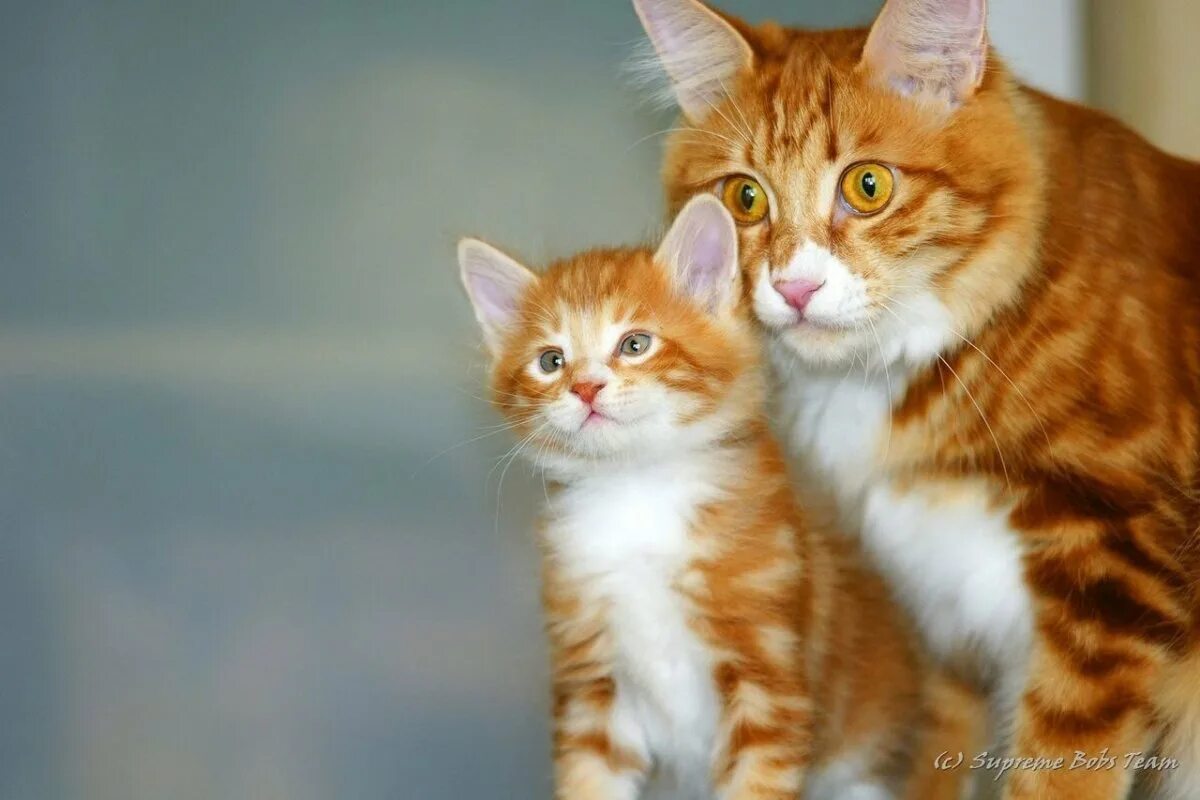 Сколько котят у рыжей кошки. Рыжая кошка. Рыжий котёнок. Рыжая кошка с котятами. Рыжий котенок с мамой.