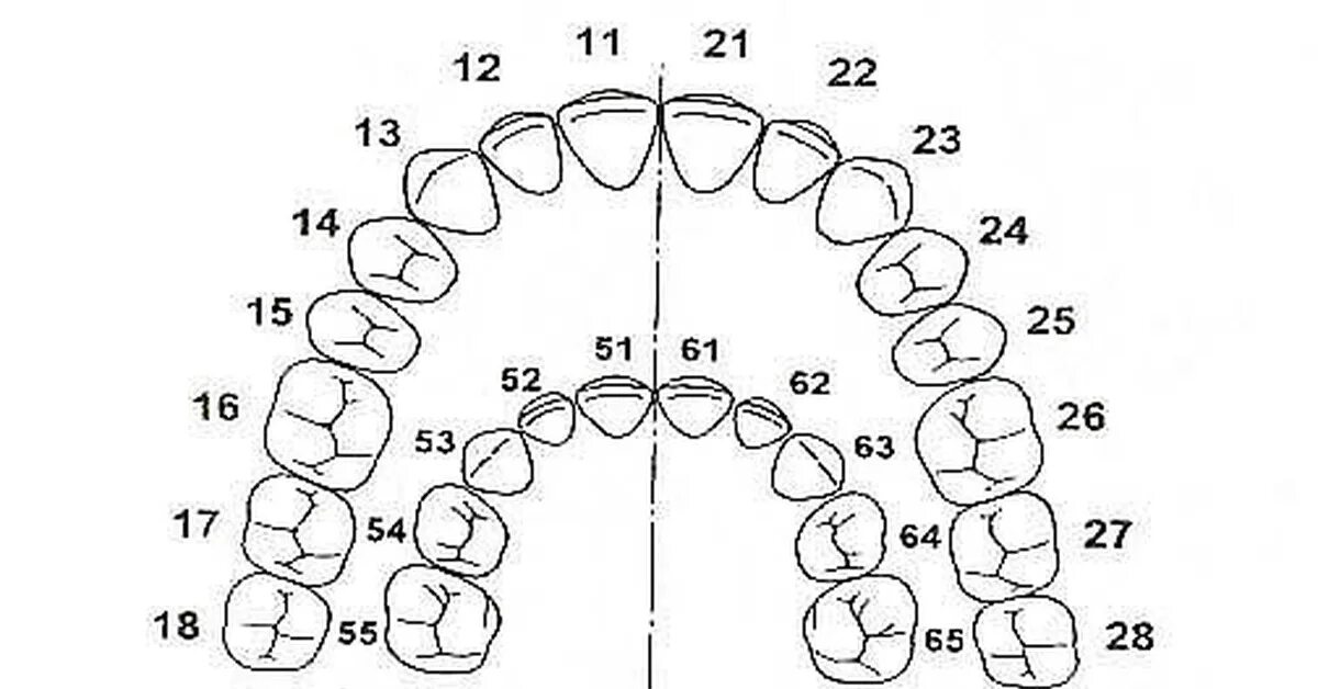 Зуб 1 8. Зубная формула молочных зубов верхняя челюсть. Нумерация зубов в стоматологии схема у взрослых и детей. Стоматология нумерация зубов нижней и верхней челюсти. Схема нумерации молочных зубов.