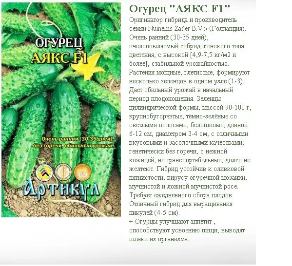 Огурец Аякс f1. Огурец Аякс голландские семена. Огурец Аякс характеристики. Огурец Аякс р9 tim.