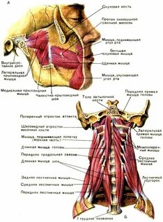 Мышцы головы шеи и туловища