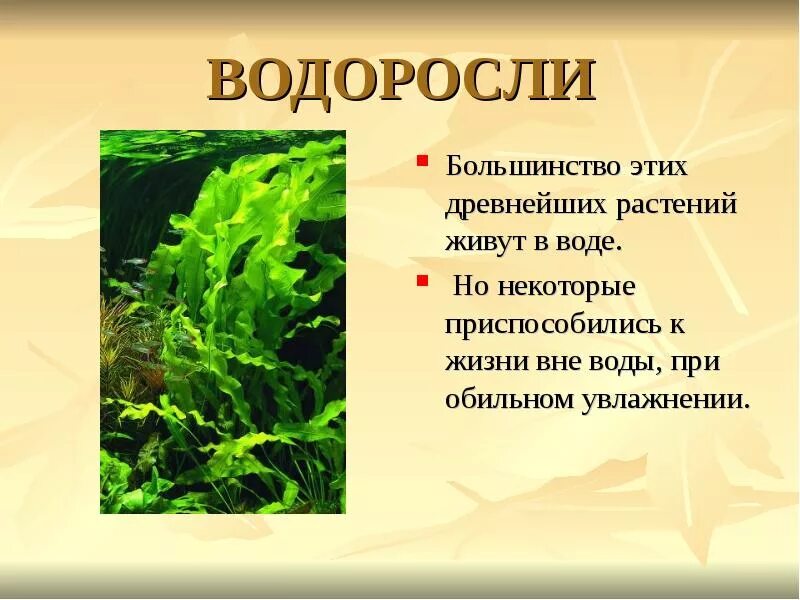 Почему водоросли назвали водорослями. Водоросли обитают. Растения водной среды. Водоросли это растения. Разнообразие растений водоросли.