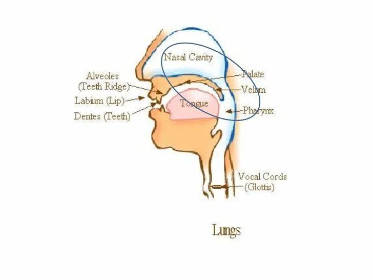 Passive organs of speech. Органы речи. органы речи в английском языке. органы речи на английском. organs of speech.