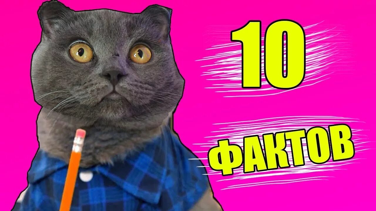 Видео канал кошка. Кошка Баттерс. Канал у кошечки Баттерс. Шотландская кошка Баттерс. Кот Баттерс фото.