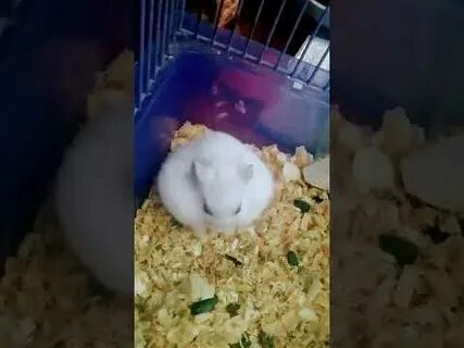 Что с хомяком сейчас