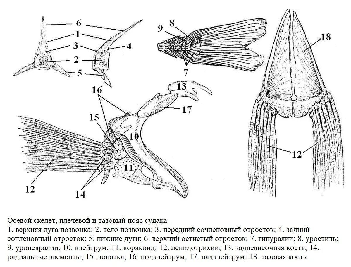 Осевой скелет костистой рыбы. Плечевой пояс костистой рыбы. Пояса конечностей костистых рыб. Пояс грудных плавников костистых рыб. Скелет парных конечностей