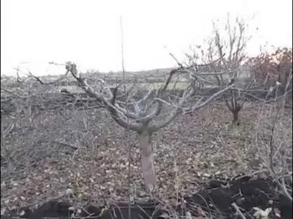 Обрезки яблони