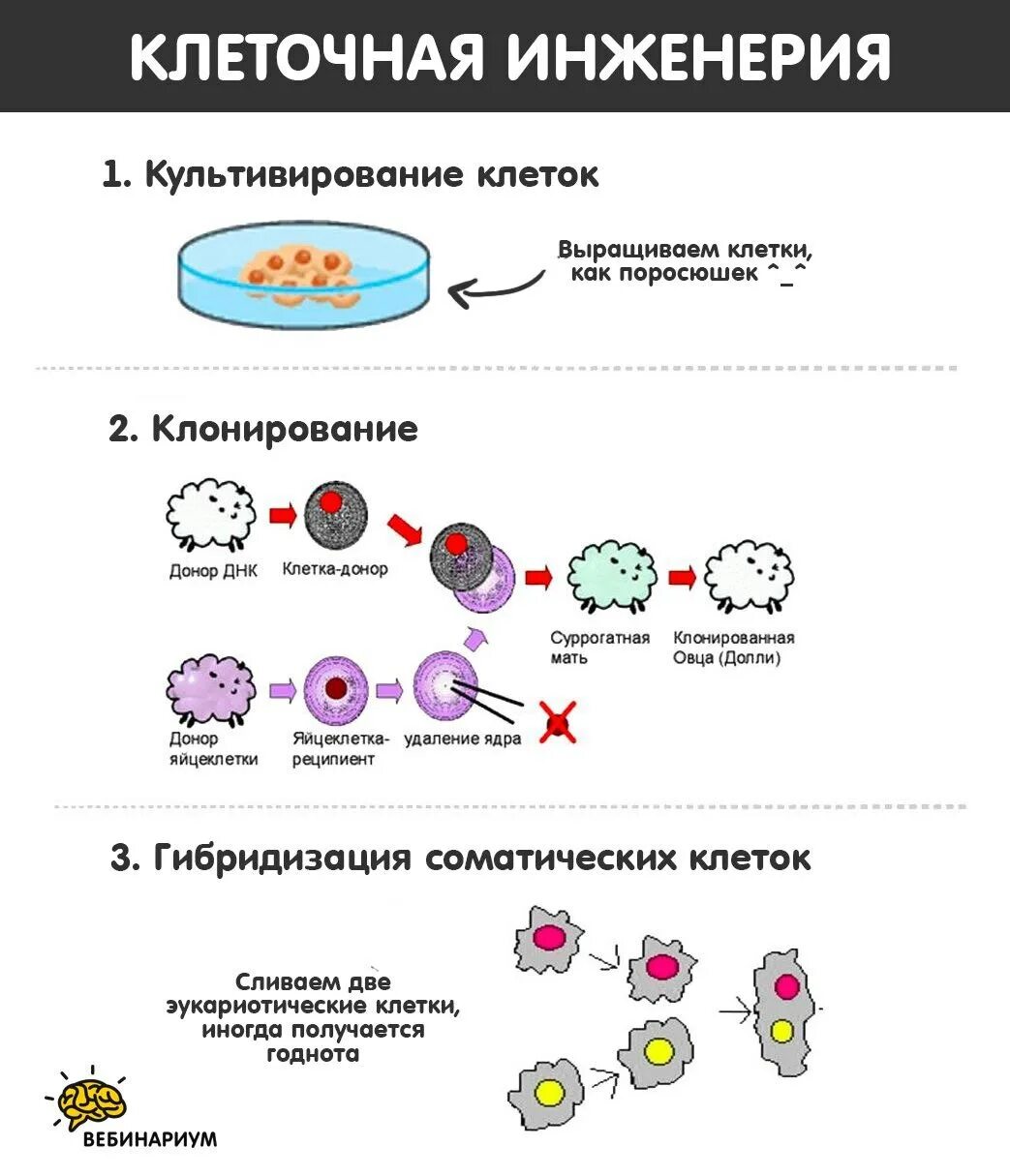 Методы клеточной инженерии в биотехнологии. Клеточная инженерия задачи и методы. Клеточная инженерия клетки. Методы клеточной инженерии. Клеточная инженерия культивирование.