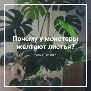 У монстеры желтеют листья что делать