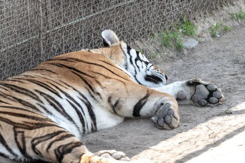 Тигр лапа. Tiger feet. Тигр на ноге. Tiger feet. Подушечки на лапах тигра.