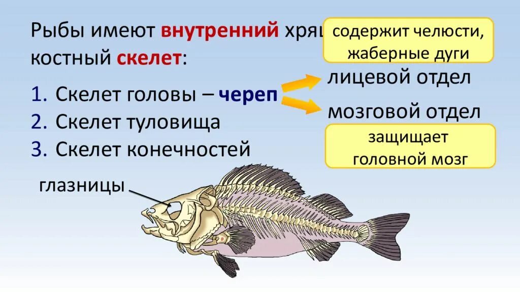 Внешний скелет рыбы. Внешнее строение и скелет рыб. скелет хрящевых и костных рыб. внутреннее строение рыбы скелет. рыбы с костным скелетом и хрящевым скелетом.