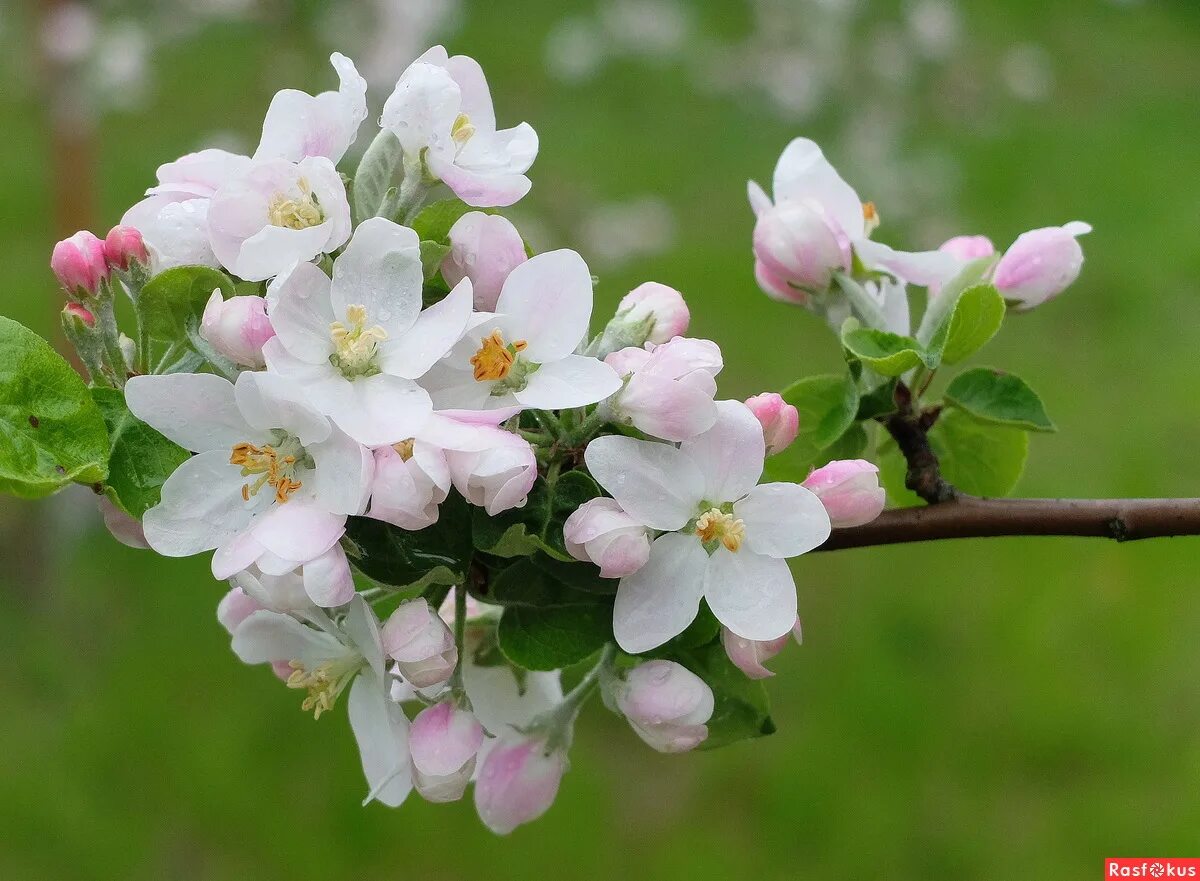 Яблоня многоцветковая. Яблоня Орлик цветет. Malus hyvingiensis. Яблоня Сибирская цветение. Картинки яблоневый цвет