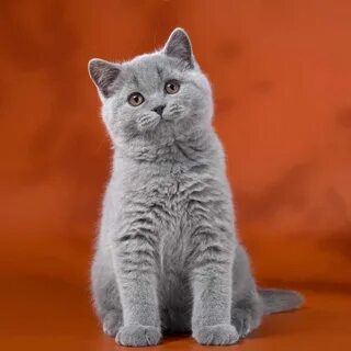 Котята британца короткошерстного