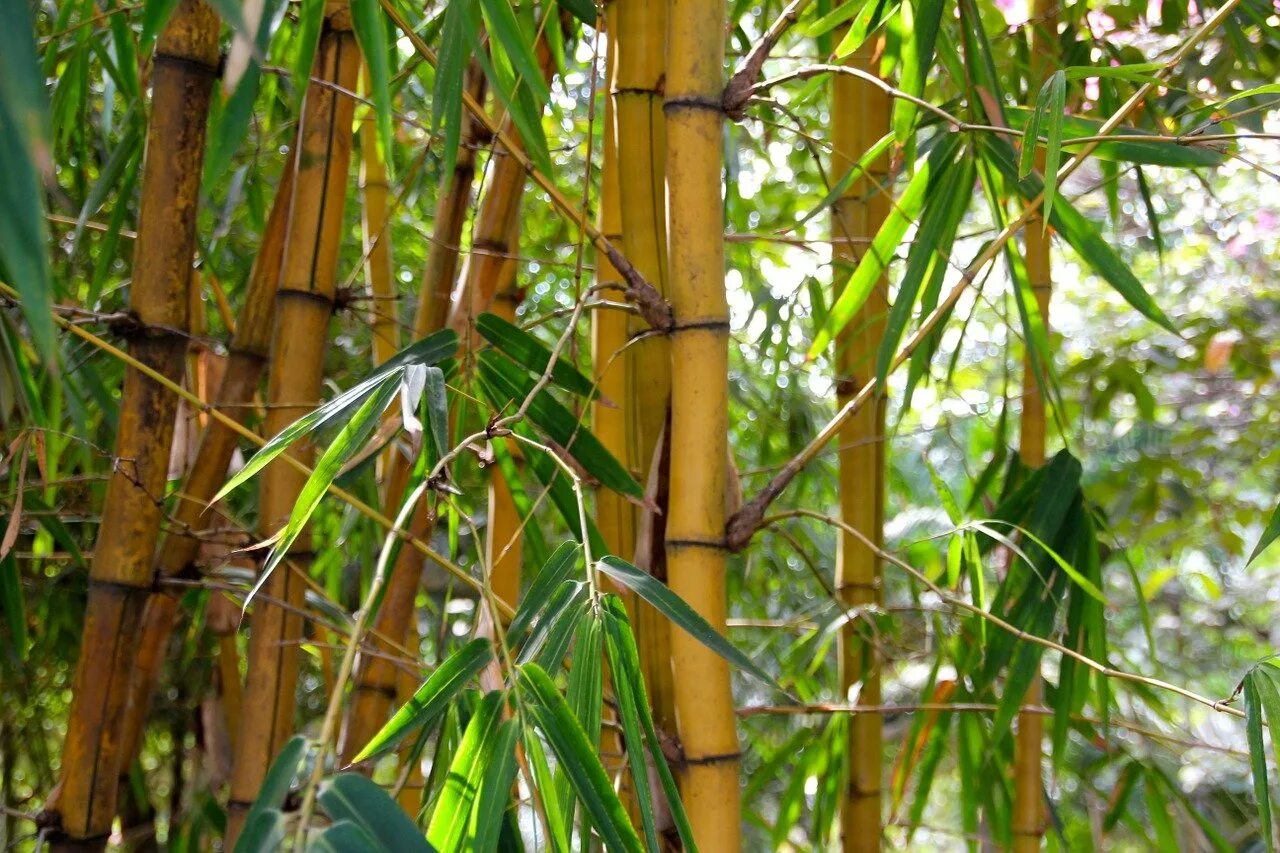 Бамбук обыкновенный. Мексиканский Плакучий бамбук. Phyllostachys Bambusoides цветение. Тростник и бамбук. Фикус бамбук.