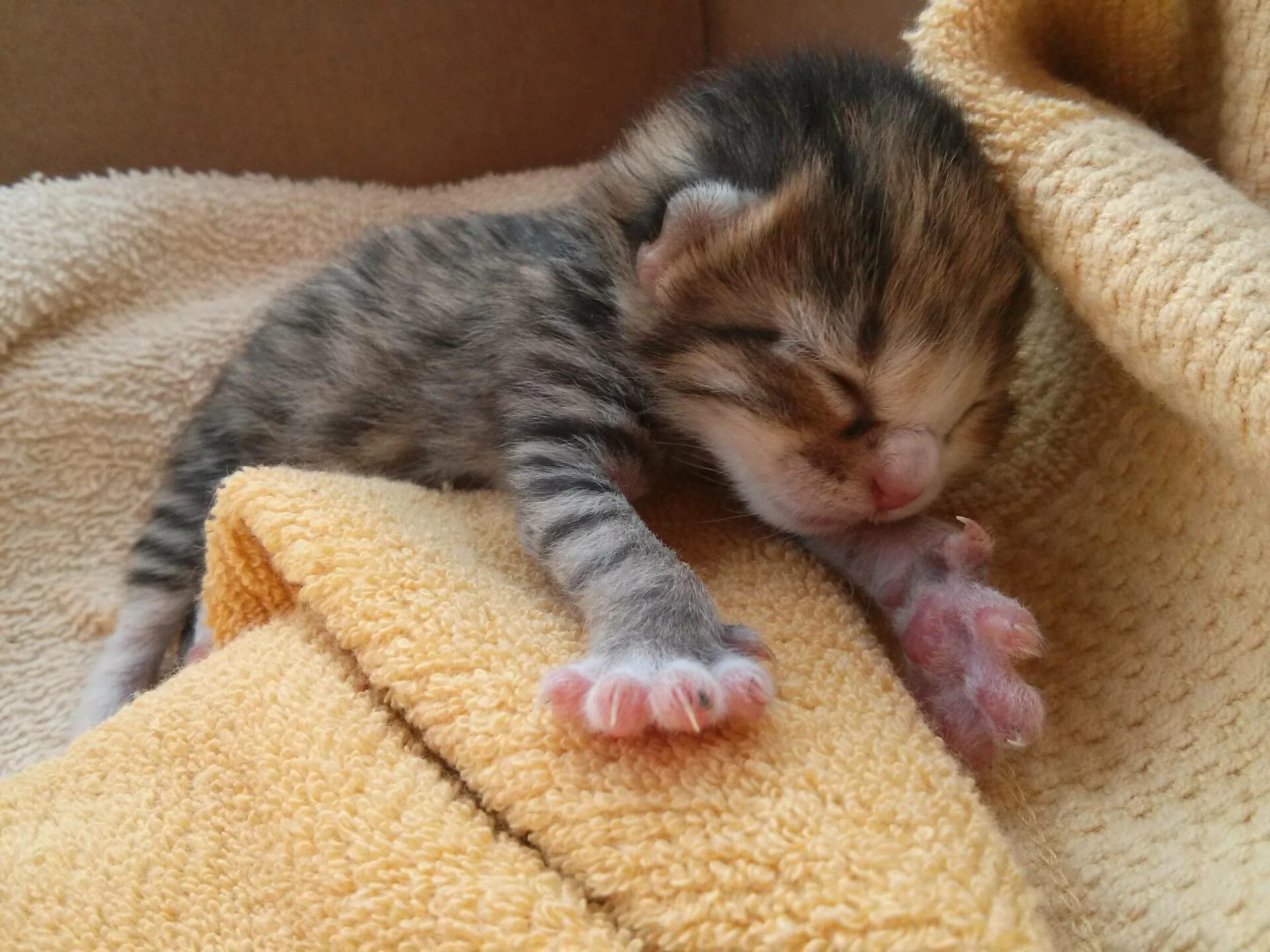 Сон ребенок котенок. Маленький котенок. спящие котята. маленький спящий котенок. милые спящие котята.