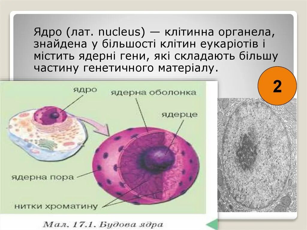 В ядрах be 9 4. Ядро клітини. Склад ядра клітини. Девушка с ядром. 9 Ядер.