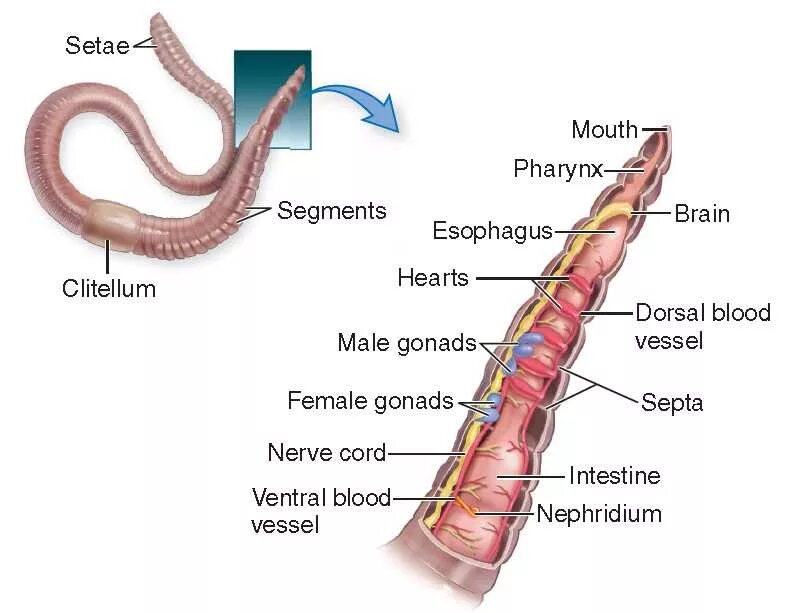 Крокодил спинной мозг дождевой червь. Строение дождевого червя. Внешнее строение дождевого червя. Внутреннее строение дождевого червя. Lumbricus terrestris строение.