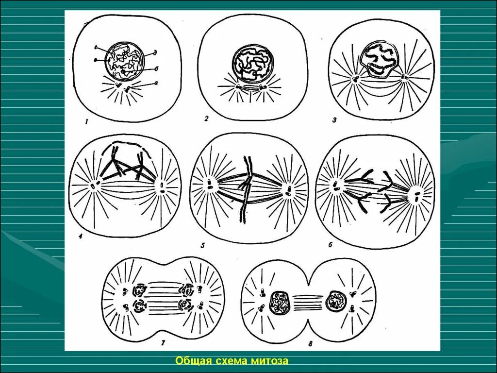 Деление клетки митоз схема. Фазы митоза схема. Митотическое деление клетки схема. Схема деления клетки митоз и мейоз. Тест митоз мейоз с ответами