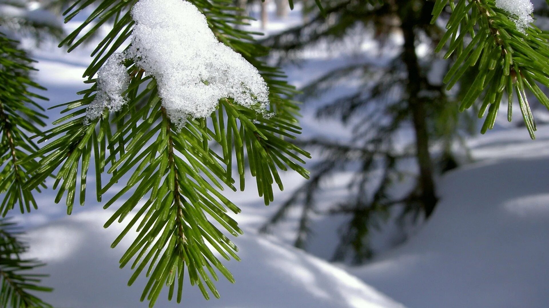 Зимние рабочие обои. Декабрь природа. Ель в снегу. Еловые ветки в снегу. Зима елка.