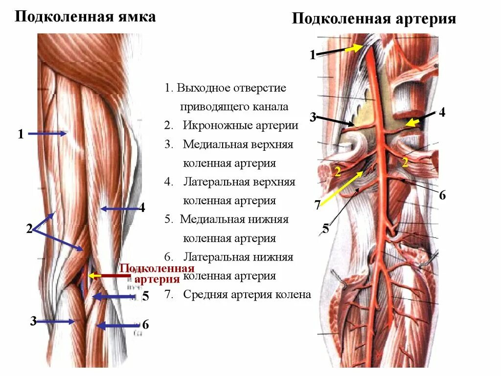 Подколенная Вена анатомия ветви. Жоберова ямка подколенная артерия. Подколенная артерия топография. Подколенная ямка топографическая анатомия.