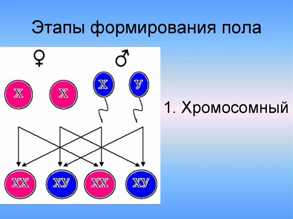 Пол человека пол цены. Этапы формирования пола. Периоды формирования пола. Этапы формирования пола у человека. Схема формирования пола у человека.