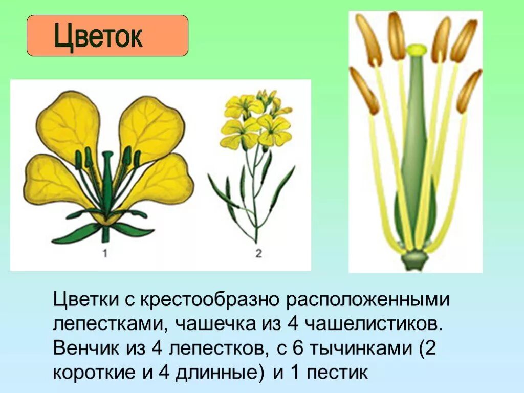 Типы цветков крестоцветных. Пестик крестоцветных растений. Гинецей крестоцветных. Семейство крестоцветные строение цветка. Строение цветка крестоцветных.