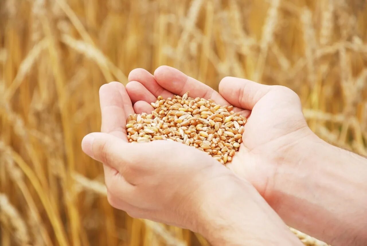 Зерновые культуры. Пшеница в руках. Горсть зерна. Горсть пшеницы.