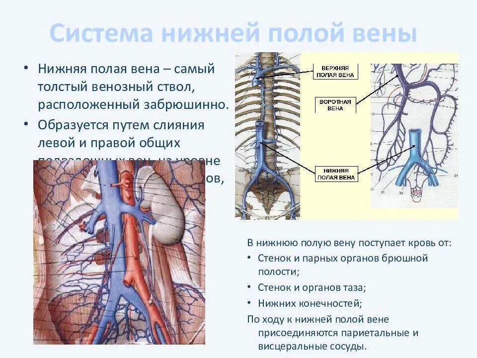 Нижняя полая вена образуется