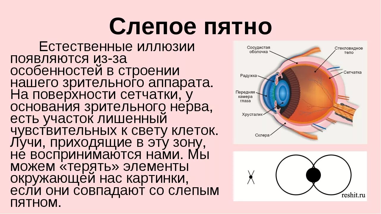 Слепое пятно глаза строение и функции. Строение и функции слепого пятна сетчатки. Часть глаза функции слепое пятно. Слепое пятно строение и функции.