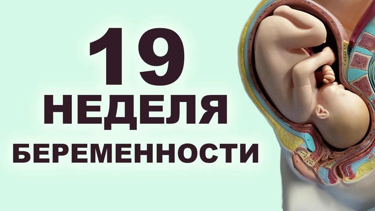 18-19 Недель размер ребенка. Плод на 19 неделе беременности. 19 недель размер плода