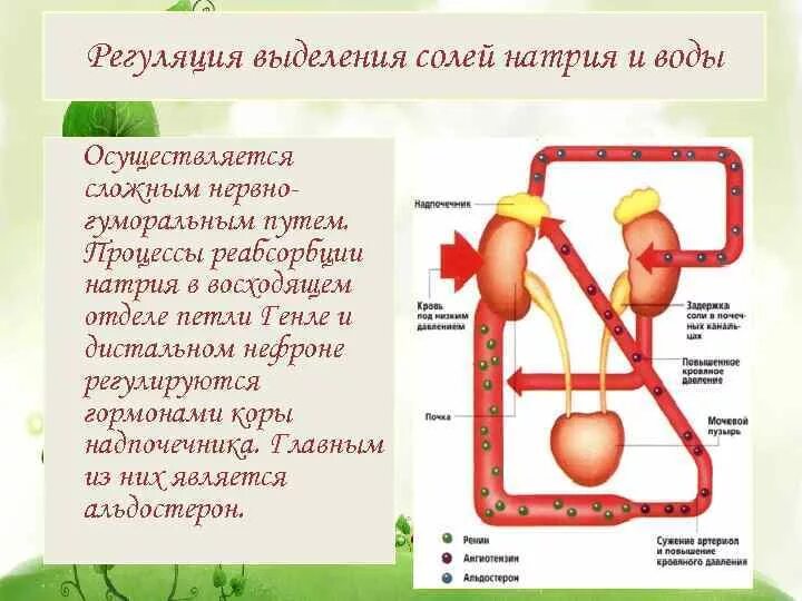 Нервная и гуморальная регуляция почек. Гуморальная регуляция выделения мочи. Регуляция работы выделительной системы. Процесс гуморальной регуляции. Регуляция воды выделяемой почками.