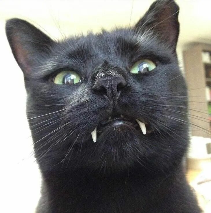 Кот вампир Монк. Порода кошек Дракула. Черный кот вампир Мрякула. Кот оказался вампиром