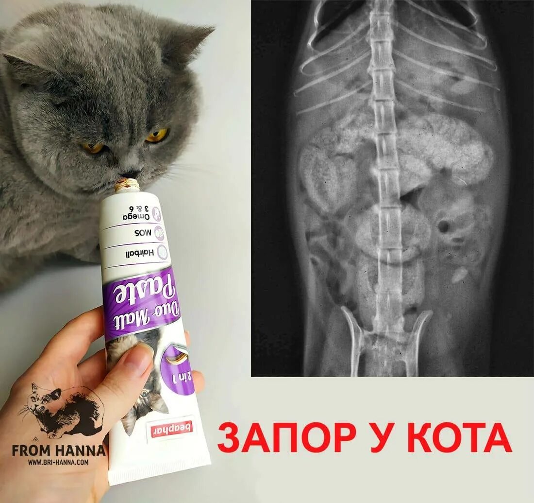 Можно ли котам масло