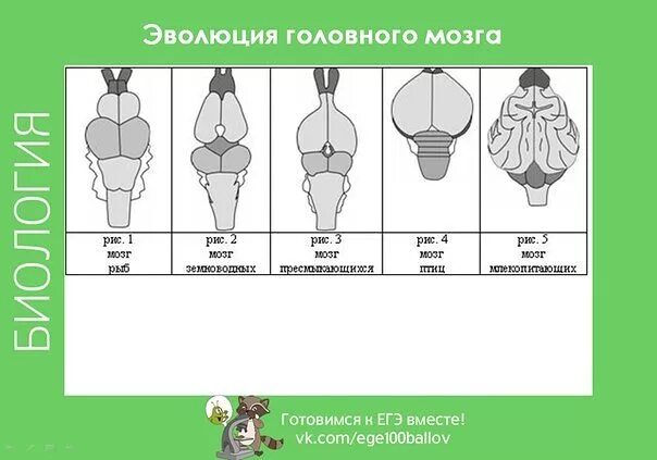 Эволюция головного мозга хордовых ЕГЭ. Эволюция головного мозга черепных схема. Головной мозг позвоночных животных. Головной мозг хордовых ЕГЭ. Мозг биология огэ