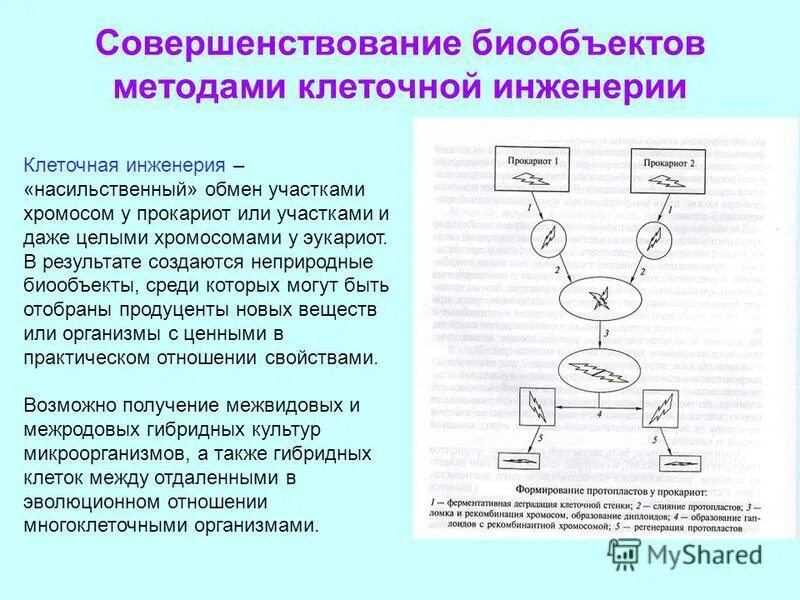 Какие методы используют в клеточной инженерии. Методы совершенствования биообъектов. Совершенствования биообъектов методом клеточной инженерии. Генетическая инженерия биообъекты. Совершенствование биообъектов методами генной инженерии.