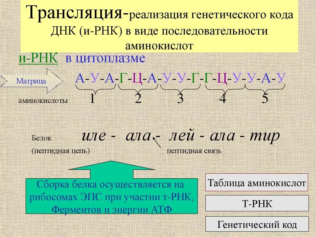 Генетический код транскрипция Синтез белков. Биосинтез белка репликация транскрипция трансляция. Биосинтез белка 10 класс биология. Трансляция ДНК.