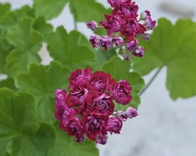 Пеларгония rosebud