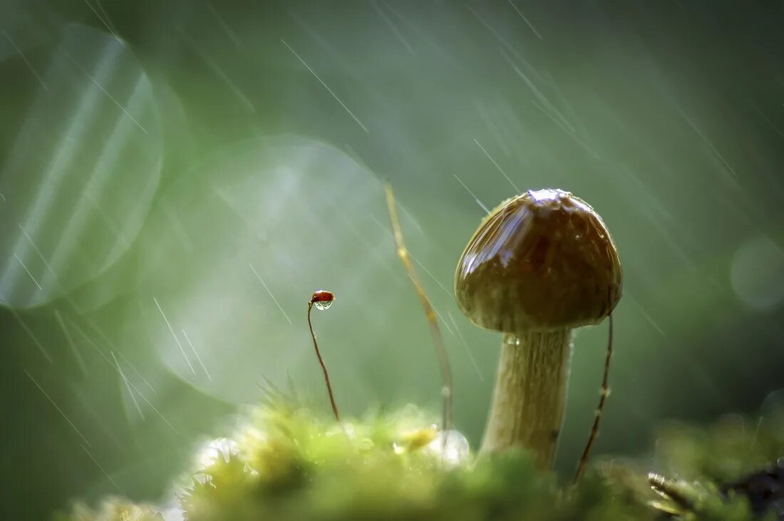 Дождя больше грибов. Грибы после дождя. Грибы под дождем. Грибы под дождём в лесу. Гриб под дождем макро.
