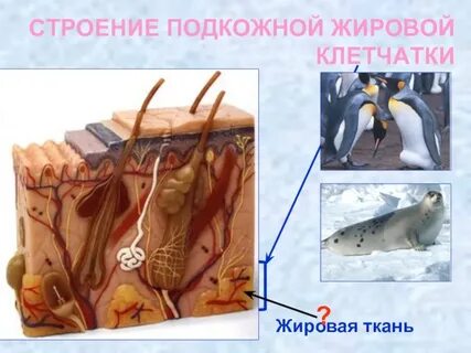 Слой жира